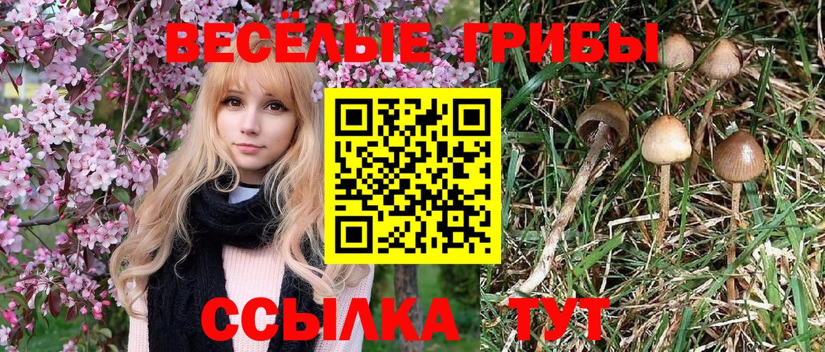 Карачаевск  Галлюциногенные грибы Magic Shrooms  Вход с VPN  Галлюциногенные грибы Cubensis 