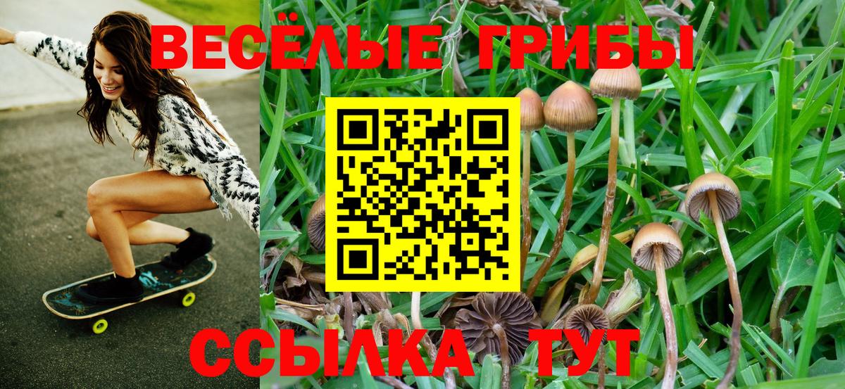 Галлюциногенные грибы Psilocybe Карачаевск